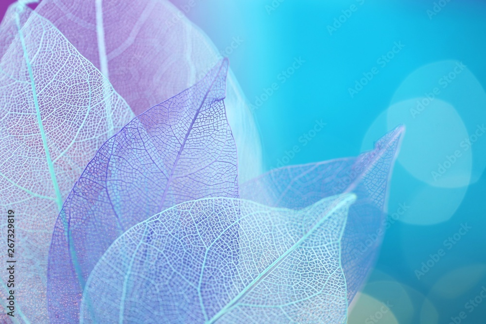 Wall mural skeleton blue leaf macro.skeletonized leaf close-up on blue blurred bokeh background.group of skelet