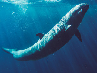 Naklejka premium White whale