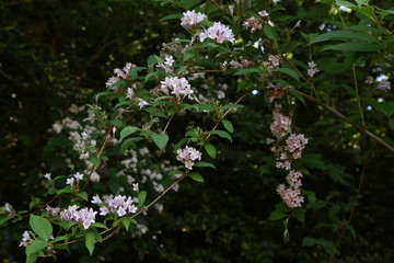 Weigela hortensis flowers (Japanese weigela)