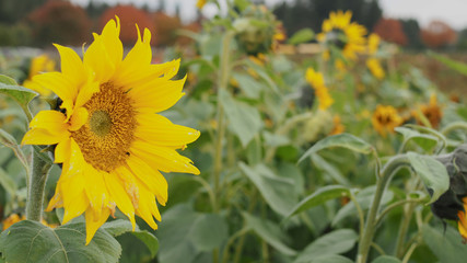Naklejka premium Sunflowers