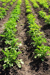 Green potato bushes in a summer sunny field. Cultivation of vegetables.