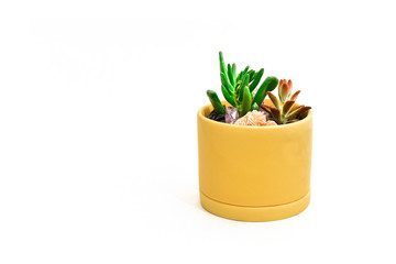 Succulents and desert rose crystal in a small yellow pot with blank white space
