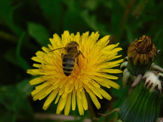  wasp sits on a yellow dandelion