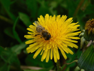  wasp sits on a yellow dandelion