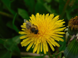  wasp sits on a yellow dandelion