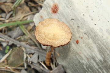 A wild mushroom growing in nature backyard.