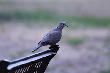 Dove on bench.