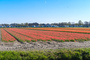 Blue sky and tulip field