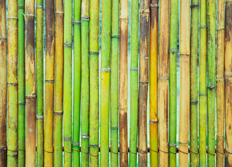 fresh green bamboo plank fence texture for background