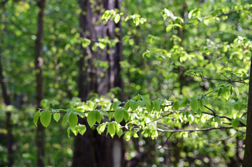 Lush leaves of beech tree on a branch in the forest.