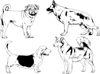 vector sketches of different breeds of dogs drawn in ink by hand with no background, selected objects	