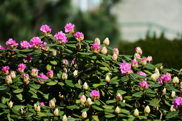 Fototapeta premium Pink flowers of rhododendron.