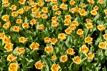 Yellow tulips on a sunny day.