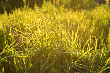 Fresh green grass close-up. Selective focus. sunlight. summer, spring. gardening.