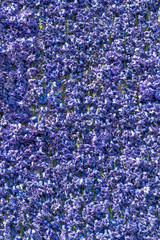 blue and lilac hyacinth flowers as a natural background or texture