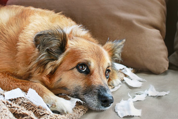 Dog lying on the sofa with torn papers.