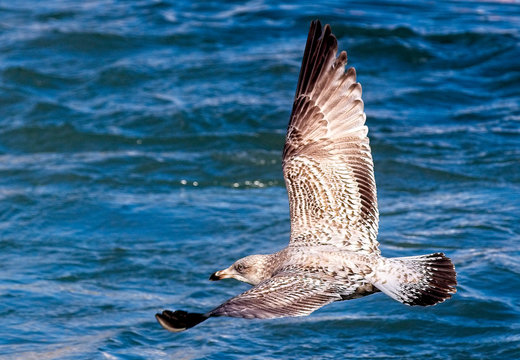 Great Black-backed Gull, (Larus marinus), second winter (2w) bird in flight, Newlyn, Cornwall, England, UK.