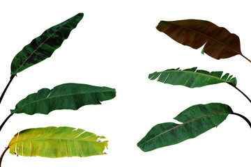 Multicolor variegated leaves set of ornamental banana tropical foliage plant growing in wild isolated on white background, clipping path included.