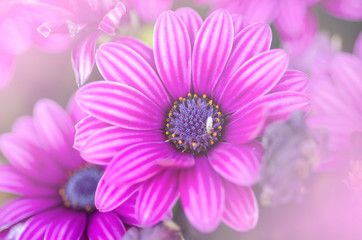 Obraz premium Purple chrysanthemum with blurred pattern background