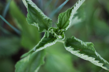  Nettle