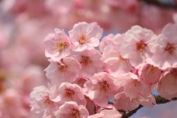 Obraz premium sakura