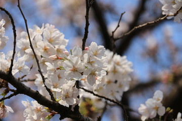 sakura