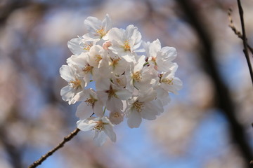 Obraz premium sakura