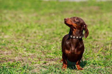 Dog breed dachshund