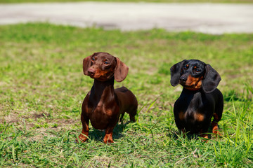 Dog breed dachshund