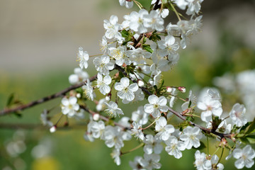 Blooming cherry tree on a sunny spring day