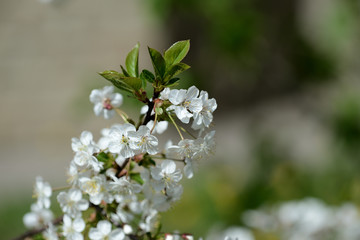 Blooming cherry tree on a sunny spring day