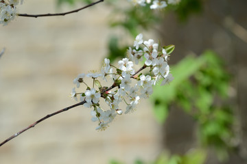 Blooming cherry tree on a sunny spring day