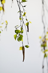 Lush green leaves on a birch twig.