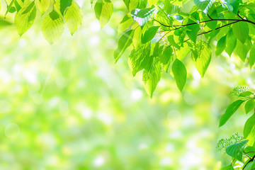 Fototapeta na wymiar Spring green young leaves in deep sunlights with beautiful bokeh effect (copy space).