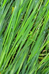 Fototapeta premium green grass with water drops