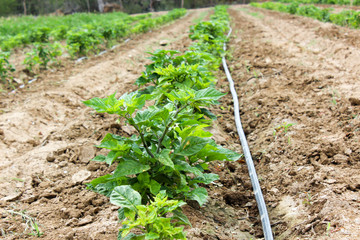 Drip Irrigation of Pepper Seedlings in open sky.  the water-hose for drip irrigation