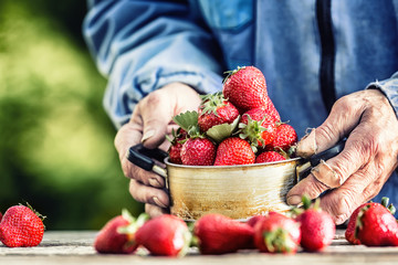 Farme's hands hold an old kitchen pot full of fresh ripe strawberries