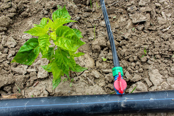 Drip Irrigation of Pepper Seedlings in open sky.  the water-hose for drip irrigation