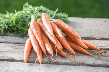Bunch of fresh carrots freely lying on old garden board