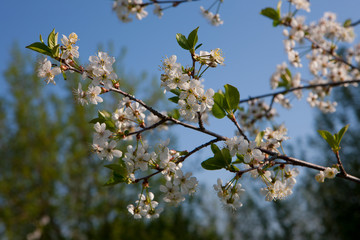 Blooming white cherry branch against the blue sky, close-up. Spring, may.