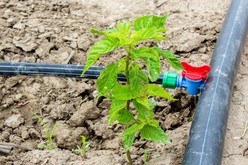 Drip Irrigation of Pepper Seedlings in open sky.  the water-hose for drip irrigation