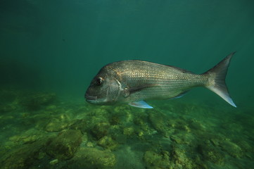 Large Australasian snapper Pagrus auratus swimming above flat rocky bottom.