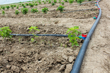 Drip Irrigation of Pepper Seedlings in open sky.  the water-hose for drip irrigation