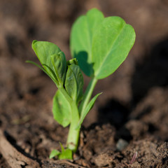 Young sweet pea sprout growing from the ground