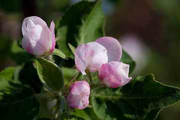 Unopened Apple buds steep plan.