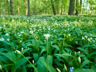 View of meadow with flowers and leaves of wild garlic on a spring day.