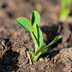 Young sweet pea sprout growing from the ground
