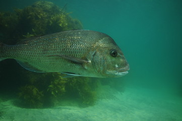 Fototapeta premium Side detail of large Australasian snapper Pagrus auratus with kelp covered rocky reef in background.
