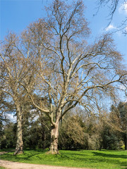 arbres du château de Ferrières-en-Brie à l'est de Paris