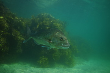 Large Australasian snapper Pagrus auratus swimming in hazy water with kelp covered rocky reef in background.